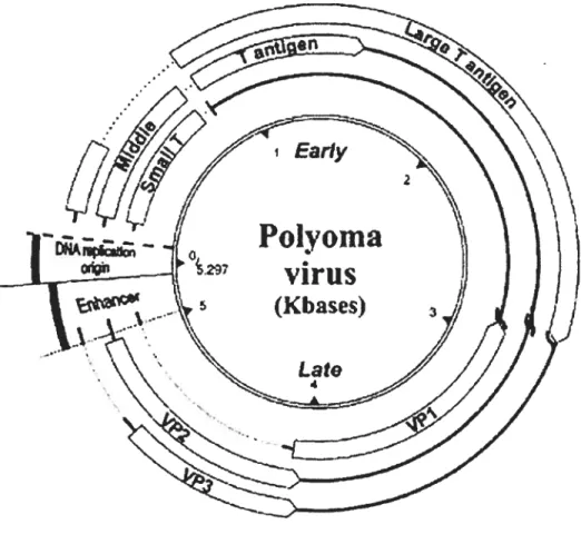 figure 4: Génome du virus de polyome