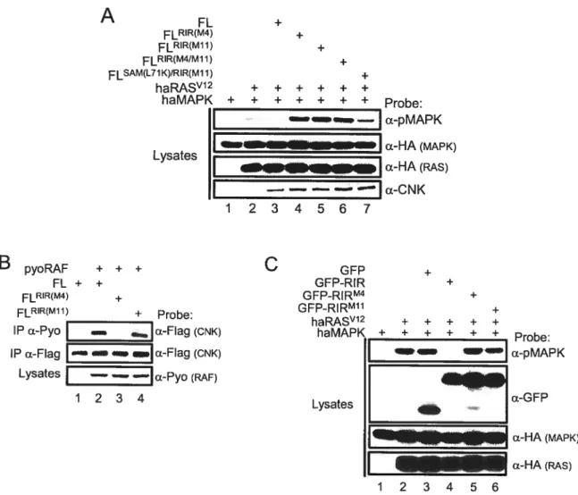 Figure 2.4 The negative effect of CNK is mediated by two co-required elements