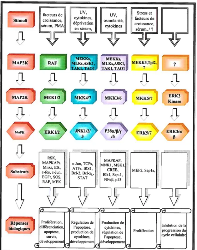 Figure 1.2 Les voies de signalisation de type MAPK. Schéma adapté de (Garrington et al., 1999).