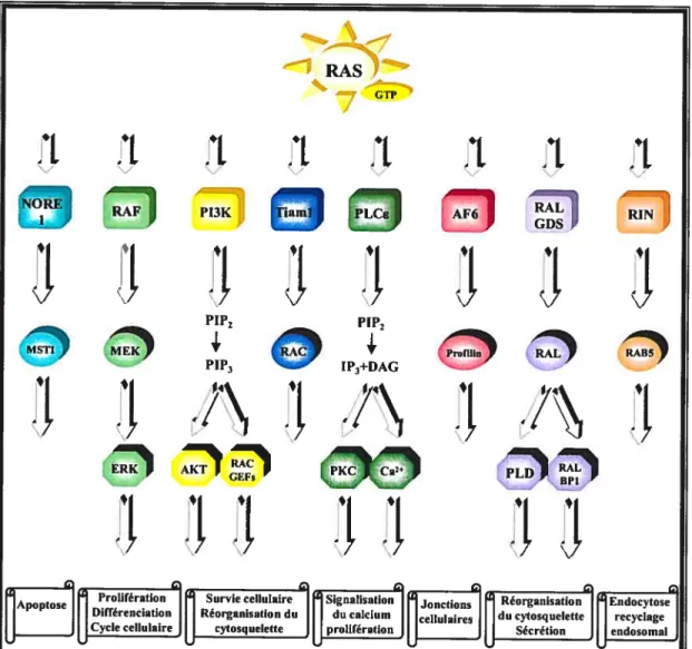 figure 14 Effecteurs de Ras. Schéma adapté de (ShieÏds et aI., 2000; Ehrhardt et al., 2002).