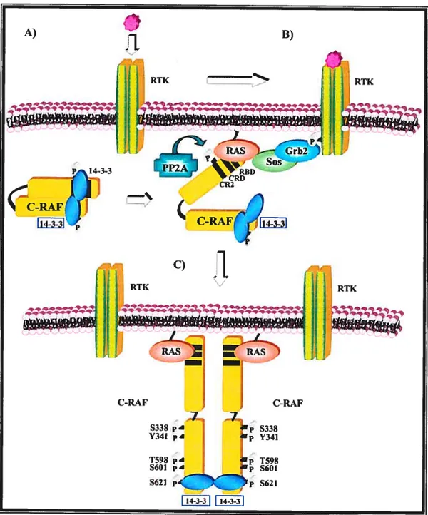 Figure 1.6 Mécanisme d’activation de C-RAf. (A) C-RÀF est maintenue dans un état inactif en absence d’un signal