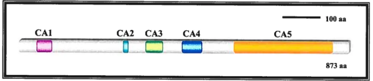 figure 1.9 Représentation schématique de la structure de KSR chez la souris.