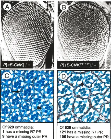 Figure 2.3 Forced Expression of cnk”63’ Interferes with Drosophila Eye Development.
