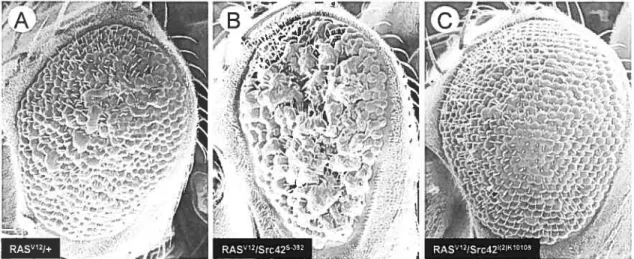 Figure 2.6 Si-c42’382 Acts as a Gain-of-function Allele in the Presence ofRAS2.