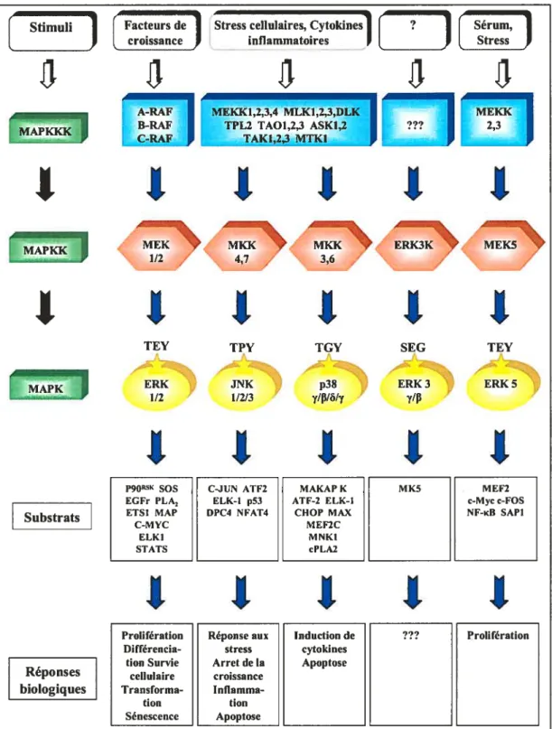 Figure 1.1 Représentation schématique des différentes voies de signalisation de type