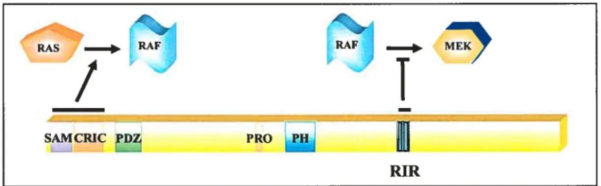 Figure 1.6 Représentation schématique de la structure de CNK et de ses différents comportements au sein de la voie ERK.