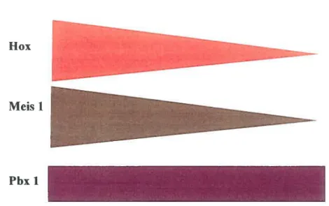 Figure 1.4: Les niveaux d’expression de Hox, Pbxl et Meisi dans des sous populations de la moelle osseuse