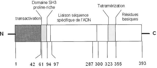 Figure 1. Structure de la protéine p53.