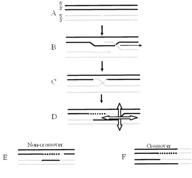 Figure 4. Modèle de Meselson et Radding.