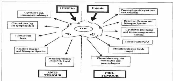 Figure 14. Macrophage production of anti- and pro-angiogenic factors: regutation by tumour specific signais