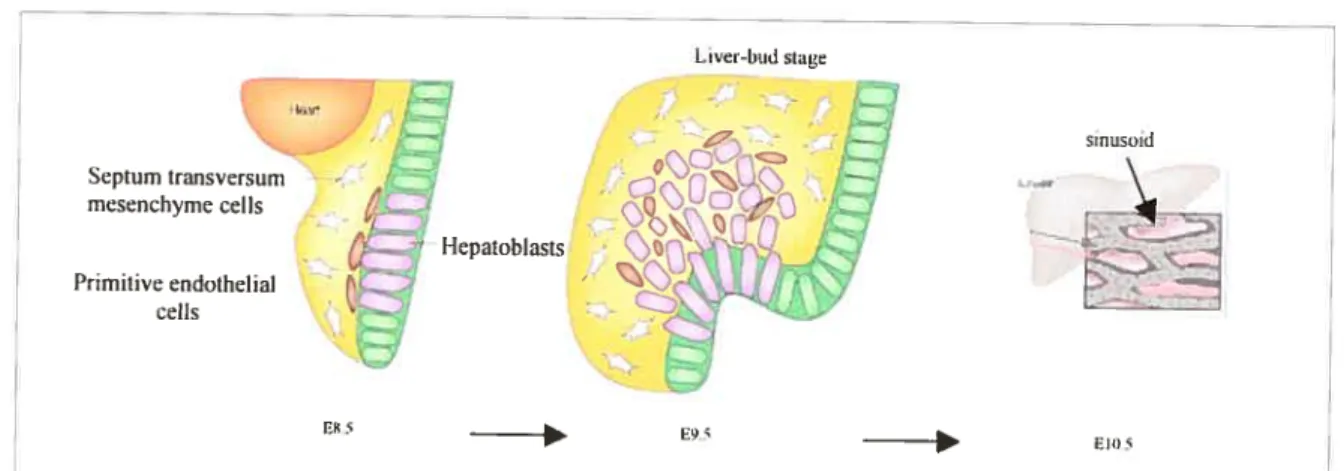 Figure 15. Liver sinusoidat development. Repwduced from: Zaret KS. Nature Reviews Geoeucs 3