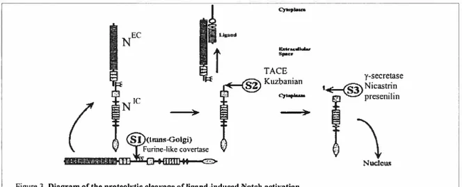 Figure 3. Diagram of the proteolytic cleavage of Iigand-induced Notch activation. Reproduced from: Selkoe et al