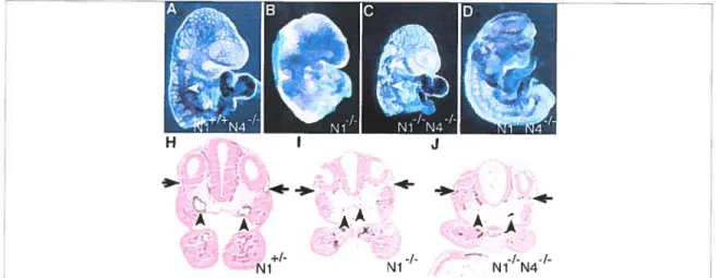 figure 8. Defects in vaseular remodeling in Notchl-/- and Notchl-/- Notch4-/- mutant embryos