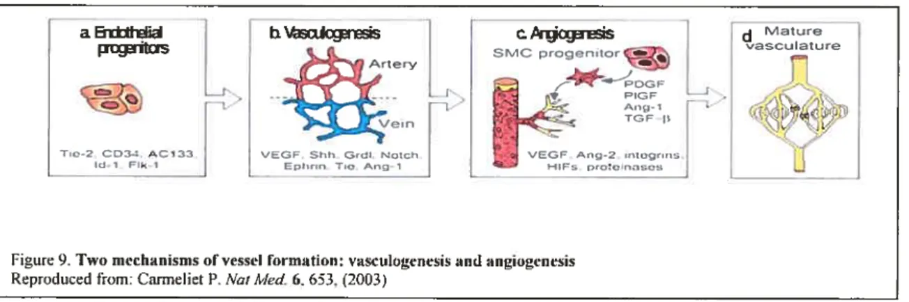 Figure 9. Two inechanisrns ofvessel formation: vasculogenesis and angiogenesis Reproduced from: Carmeliet P