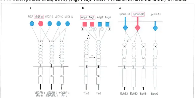 Figure li. Three families of vascnlar growth factors and thcir receptor interactions. a