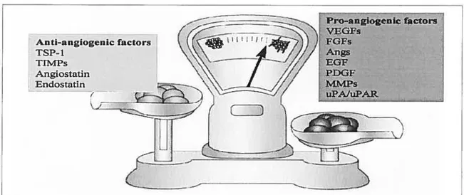 Figure 13. The angiogenic balance. Angiogenesis is orchestrated by a variety of pro-angiogenic- and anti-angiogenic factors —