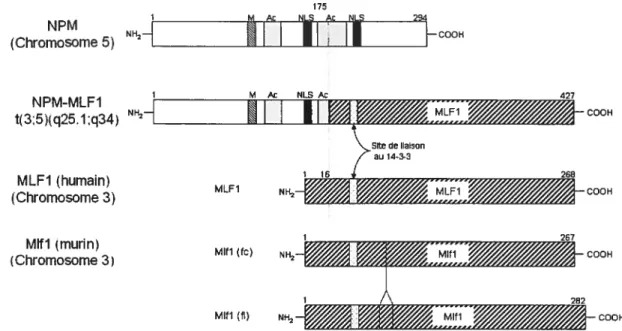 Figure 2: Représentation schématique de NPM, NPM-MLF 1, MLF 1 et Mlfl. Où M : site potentiel de liaison d’un métal, Ac : acides aminés acidiques, NLS : signal de localisation nucléaire, fc : forme courte, fi : forme longue, les nombres représentent les acides aminés et la ligne verticale représente le point de cassure de la transiocation (adapté de Yoneda-Kato et aL (1996)).