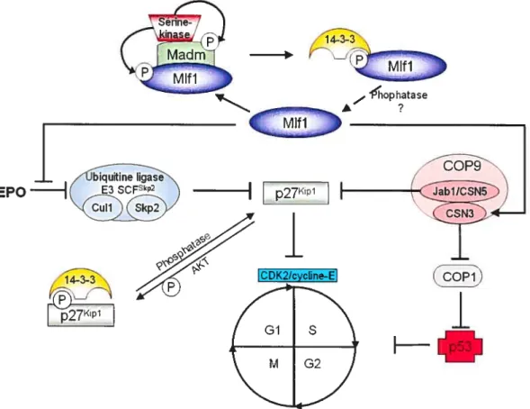 Figure 3: Les interactions et l’implication possible de Mifi dans différentes voies de signalisation cellulaires