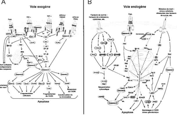 Figure 4: Voies de l’apoptose. A) La voie exogène. B) La voie endogène. (Adapté de Ccli Signaling Technology)