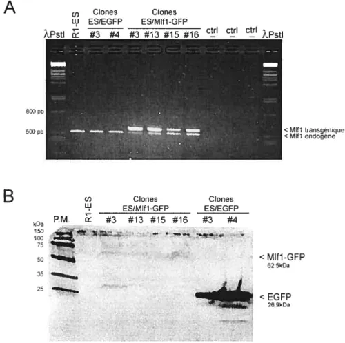Figure 8: Caractérisation des clones ES/Mlft-GfP et ES/EGFP. A) ARN de cellules Ri-ES, de clones ES/Mlfl-GFP et ES/EGFP soumis à une RT-PCR avec une seule paire d’amorces amplifiant à la fois Mlfl endogène et transgénique