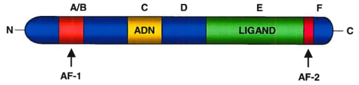 Figure 7-2. La structure modulaire des récepteurs à l’acide rétinoïque. Voir texte pour les détails.