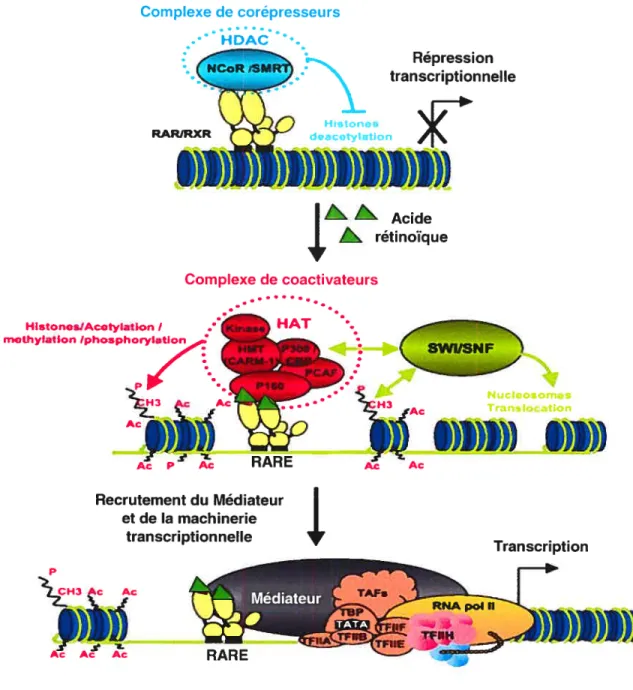 Figure 1-3. La régulation transcriptionnelle par les récepteurs à l’acide rétin6ique.