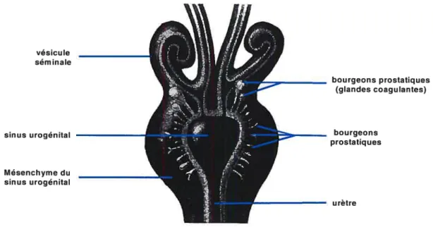 Figure 1-4. Schéma du tractus urogénital mâle de la souris naissante. Voir texte pour les détails