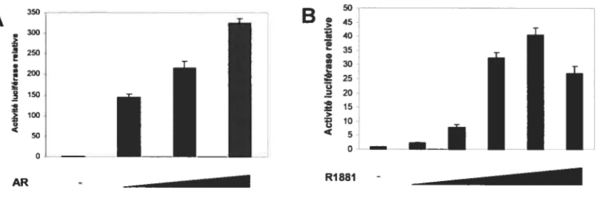 Figure 3-5. Évaluation de la pertinence du modèle cellulaire LNCaP. Les cellules LNCaP possède des RARs fonctionnels, évalués par la transfection de 1