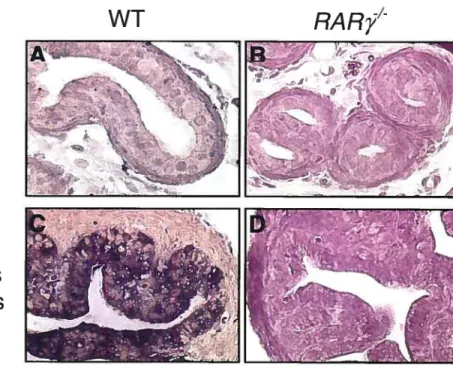 Figure 3-7. Expression de I’ARNm de IGF-l dans les mutants RARy’. Hybridation in situ de sections de prostate (A, B) et de vésicules séminales (C, D) de souris WT (A, C) et RARy (B, D) âgées de quatre semaines