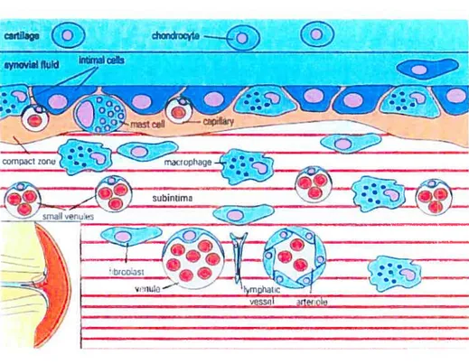 Figure 3 : Représentation schématique de la membrane synoviale (modifiée de Simkin PA et al.,1994)