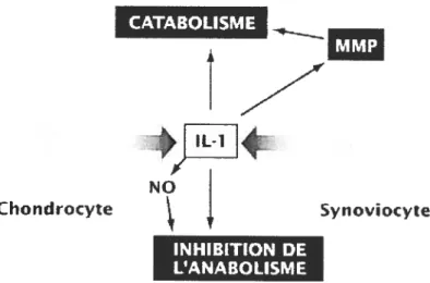 figure 4 : Rôle pivot de l’IL-lp