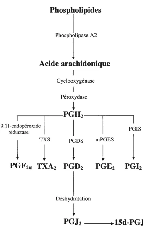 Figure 5 : Voie de biosynthèse des prostaglandines
