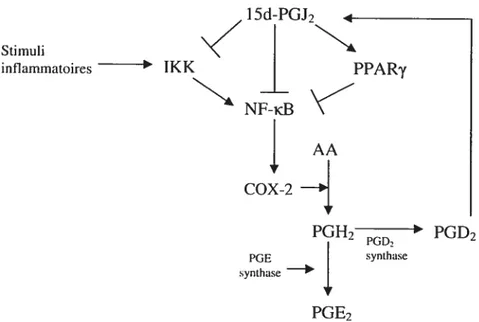 Figure 8: Mécanisme d’action de la 15d-PGJ2 dans ]a synthèse des prostaglandines