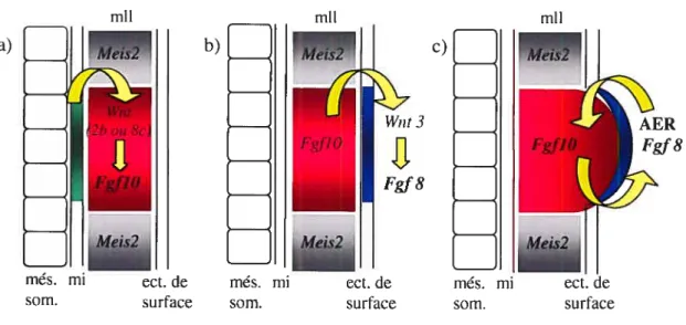 Figure 1.1: Initiation et croissance des bourgeons des membres: L’induction du territoire présomptif des membres se fait via des molécules qui proviennent du mésoderme intermédiaire (mi)