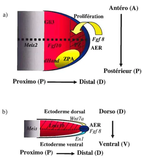 Figure 1.2: Spécification des bourgeons de membres dans les trois axes La spécification dans l’axe proximo/distal (P/D) se fait via un antagonisme entre des signaux proximaux, caractérisés par les protéines Meis, et des signaux distaux provenant de l’AER (