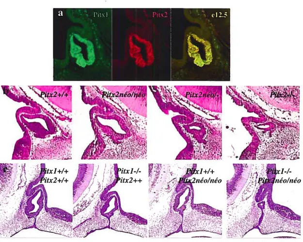 Figure 1.6 Redondance entre Pitxl et Pitx2 dans l’hypophyse: