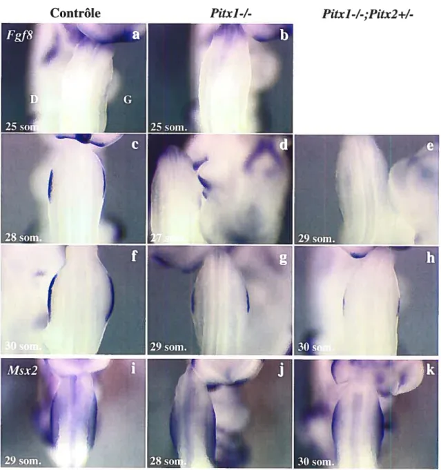 Figure 3.1: Retard spécifique de l’expression de fgf8 au moment de l’initiation de I’AER dans les embryons Pitxl-/-;Pitx2+/-: