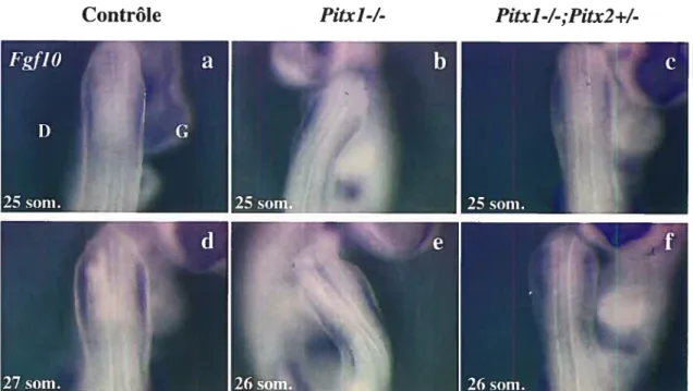 Figure 3.2: L’expression précoce de FgflO ne semble pas affectée dans les embryons Pitxl-/-;Pitx2+I-: