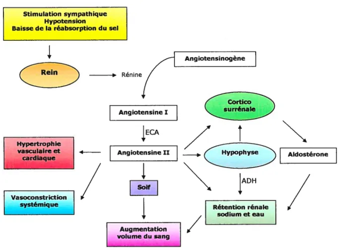 Figure I Système rénine-angiotensine (RAA)