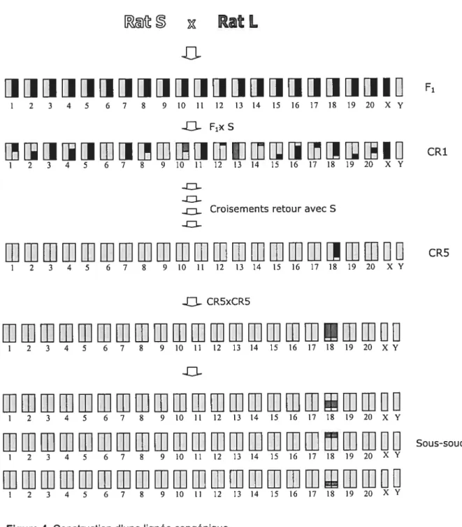 Figure 4 Construction d’une lignée congénique