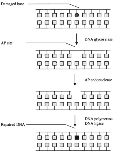 Figure 1: Base Excision Repair pathway. This is the most important for the repair mechanism of oxidative DNA lesions