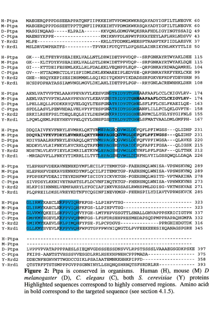 Figure 2: Ptpa is conserved in organisms. Human (H), mouse (M) D. melanogaster (D), C