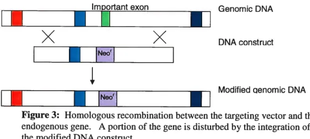 Figure 3: Homologous recombination between the targeting vector and the endogenous gene