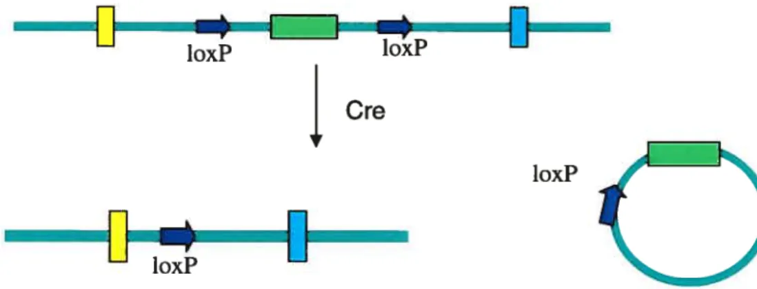 Figure 4: The Cre recombinase mediates recombination between loxP sites. This effectively deletes the loxP-ftanked sequences.