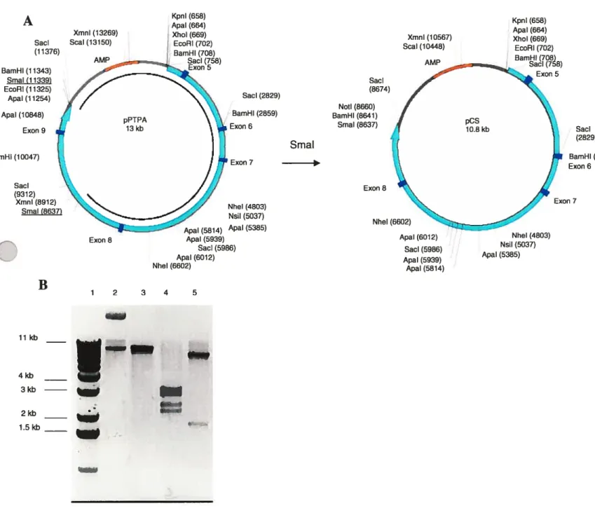 Figure 5: Cloning of pCS. A. Schematic representation of the clone. B.
