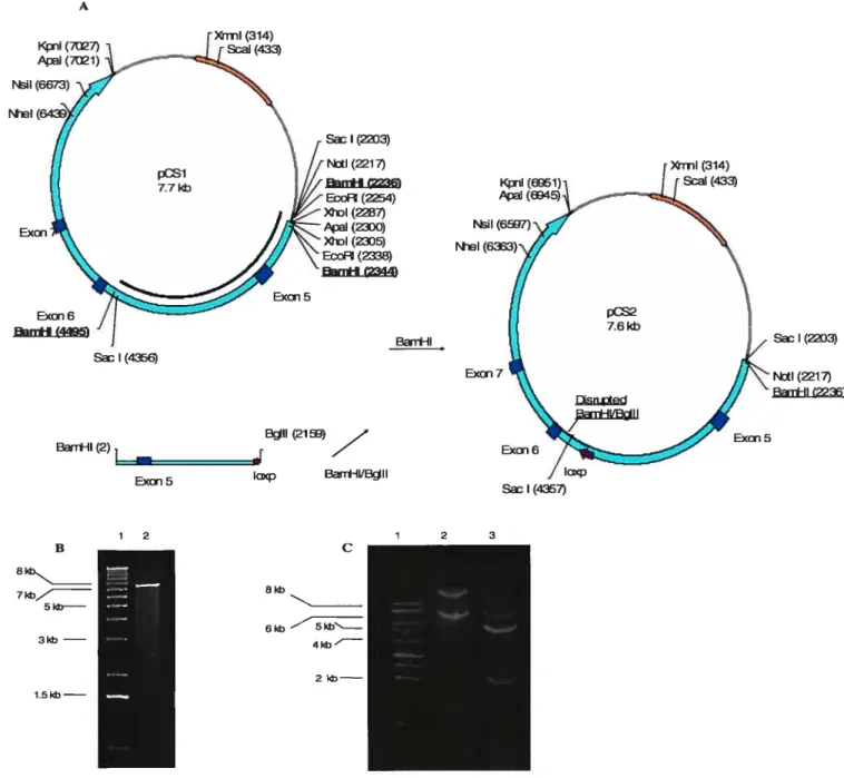 Figure 7: Cloning of pCS2. A., Schematic representation of the clone. B.