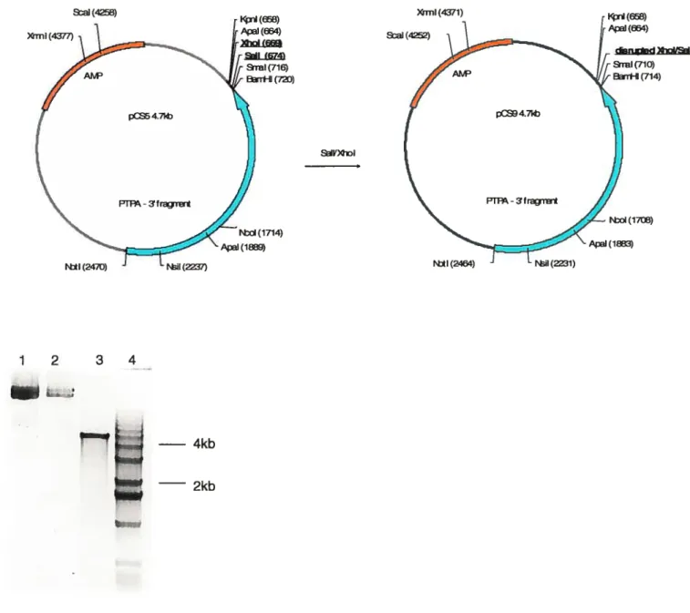 Figure 10: Cloning of pCS9. A., Schematic representation of the clone. B. Agarose gel indicating the pC$9 clone was obtained (Lane 1, pCS9 undigested; Lane 2, pCS9 digested with XhoI and SalI; Lane 3, pCS9 digested with NcoI and XhoI; Lane 4; 1 kb DNA Ladder).A AP nI (716)TH (7m)c5847k) Kp (668) (664) cn.d )ioUI(710)rHI (714)pC 4.7k)-S fragmr*rti (2470)tstx (1714)A(1889)D(37)rbtI (2464)iI (17)Ap (13)I (31)