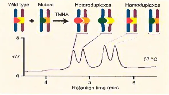 figure 1-9: Résolution des hétéroduplexes.