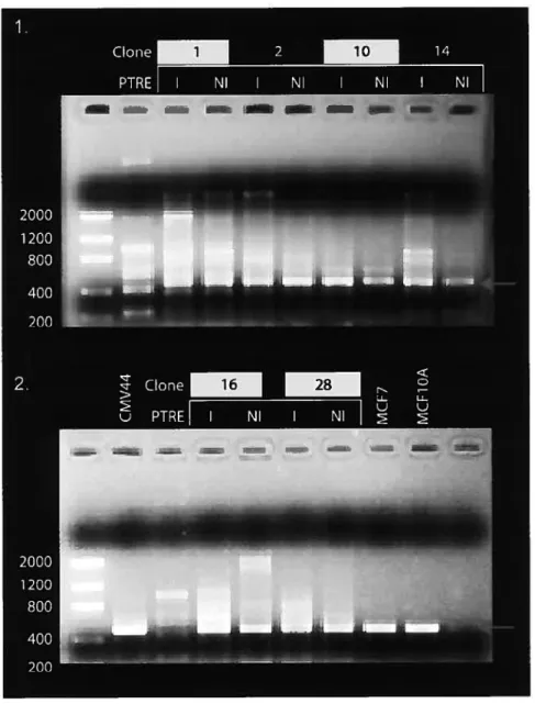 Figure 5 RT-PCR des clones avec et sans induction avec 10 1iM de Muristérone A