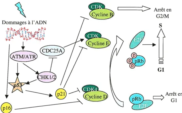 Figure 7. Rôle de p53 dans l’arrêt du cycle cellulaire en réponse aux dommages à l’ADN.